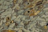 Polished Fossil Teredo (Shipworm Bored) Wood - England #177072-1